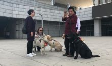 山西盲人携导盲犬闹市行走 呼吁关注视障者出行